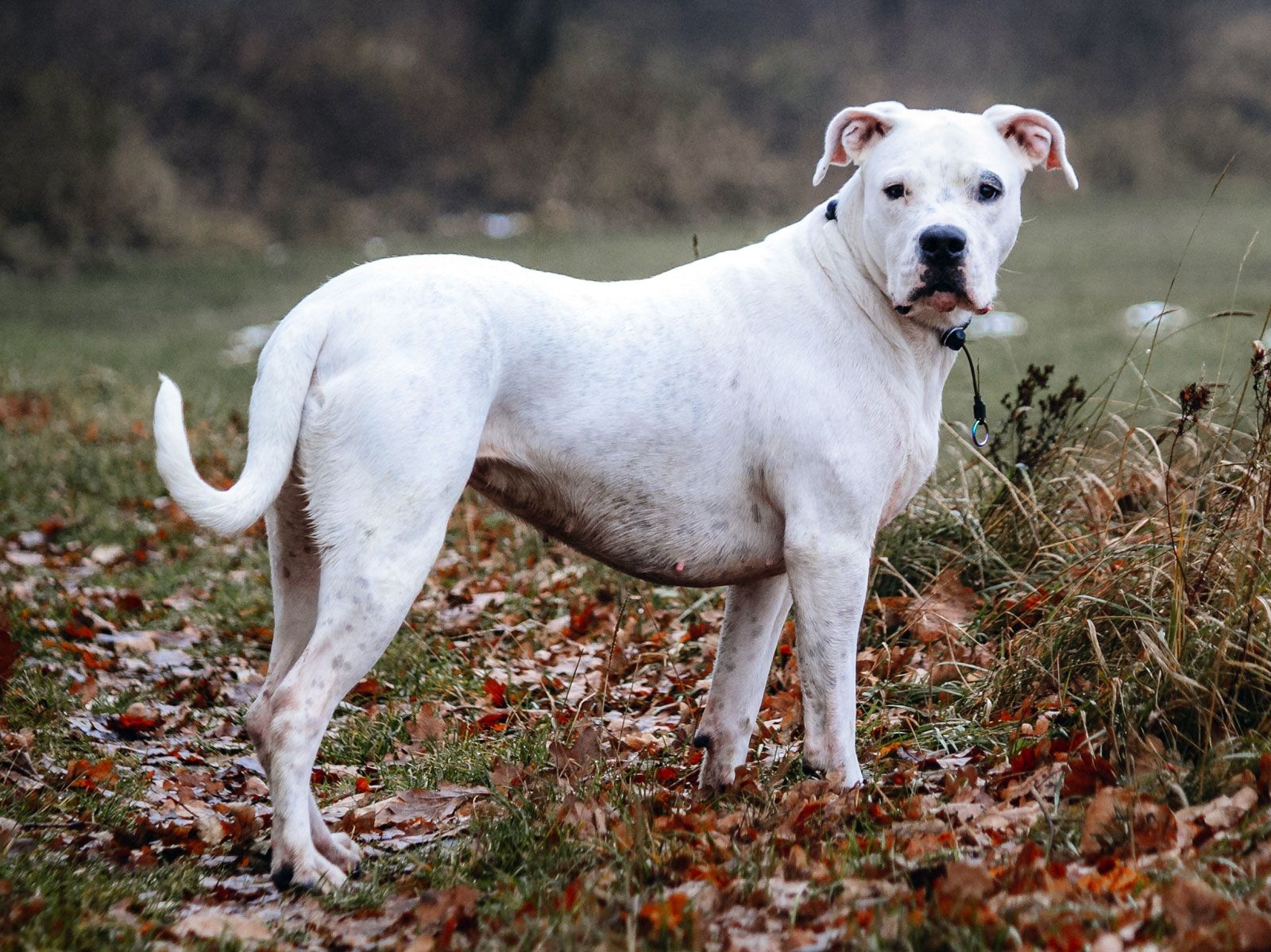 Dogo Argentino Breed Temperament Strength U0026 Size Britannica