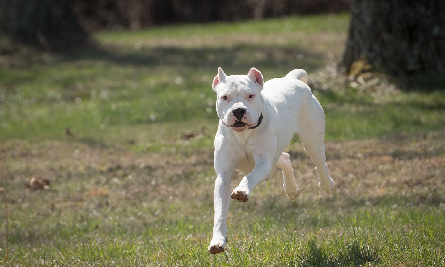 Dogo Argentino Characteristics Care U0026 Photos Chewy