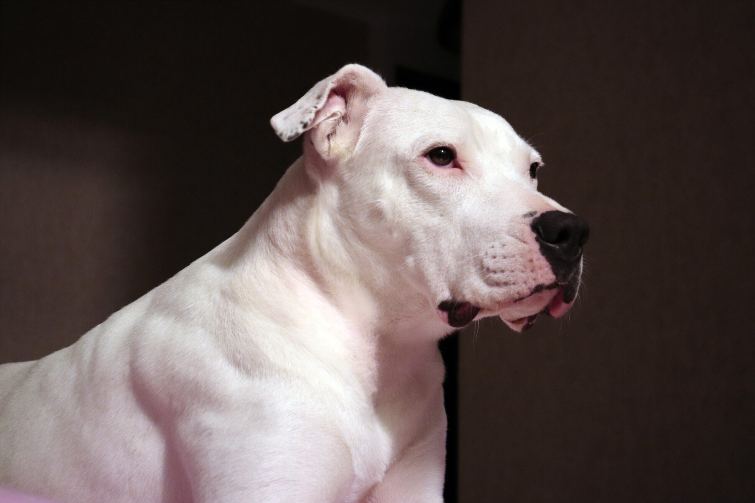 Dogo Argentino Characteristics Care U0026 Photos Chewy