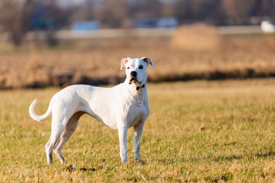 Dogo Argentino Characteristics Care U0026 Photos Chewy