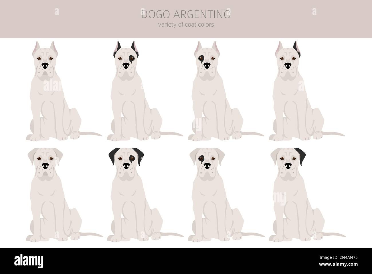 dogo argentino colors