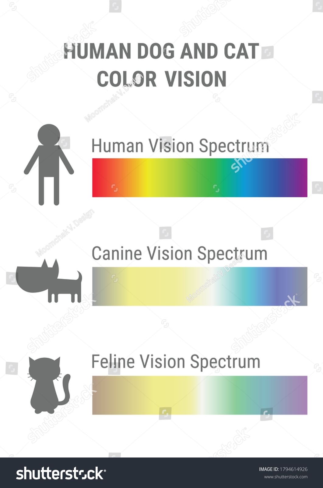 Dogs Can See Color What Colors Can Dogs Unbeatable See Are