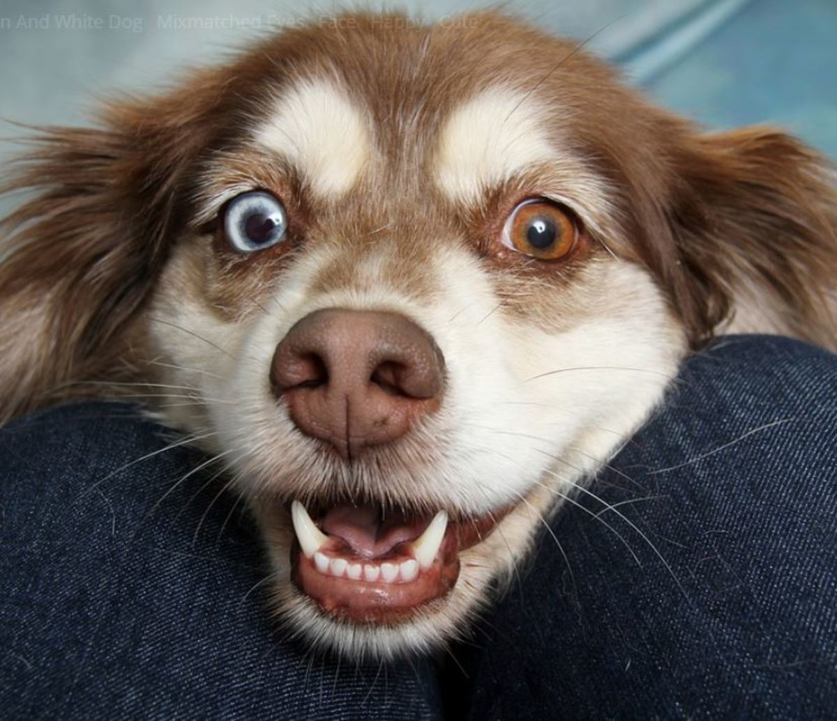 Dogs With Two Different Eye Colors Heterochromia Dog Discoveries