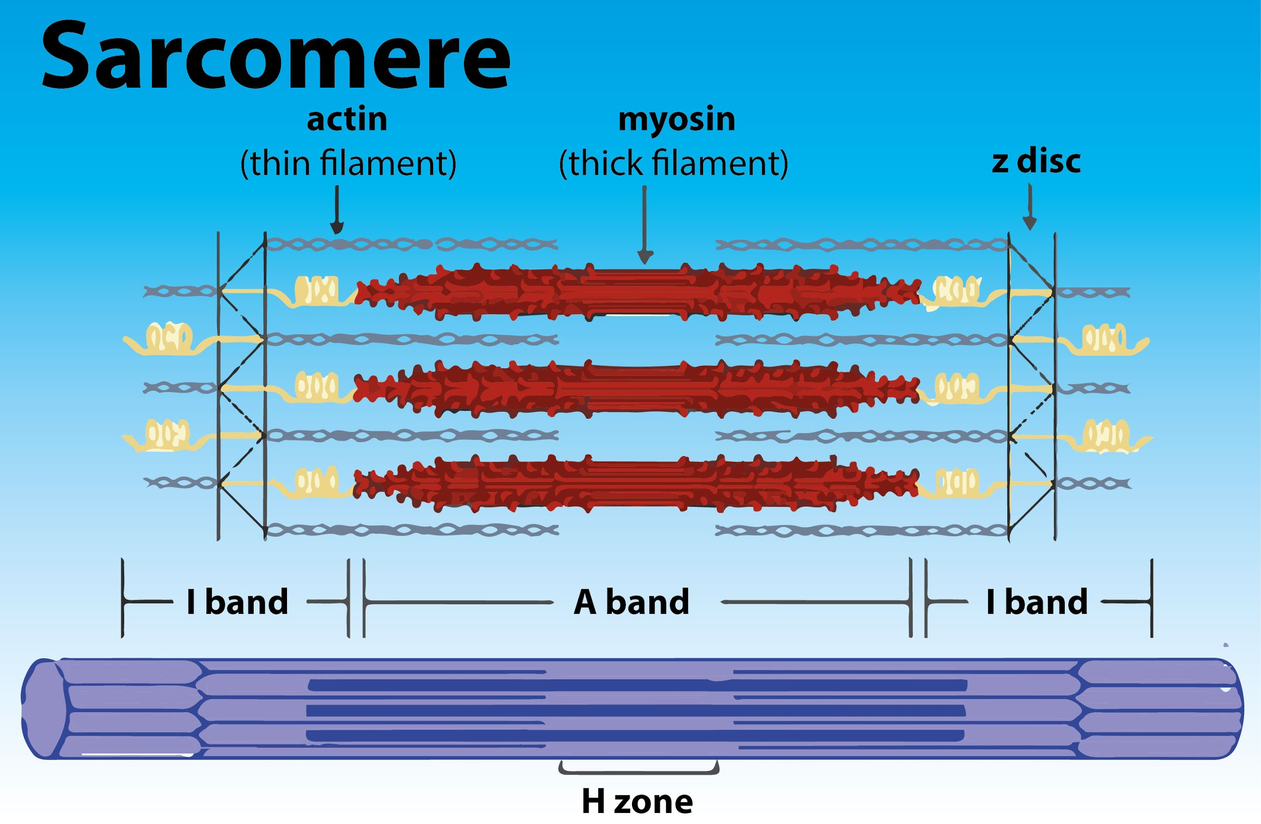 Draw The Diagram Of A Sarcomere Of Skeletal Muscle Showing Different Regions 