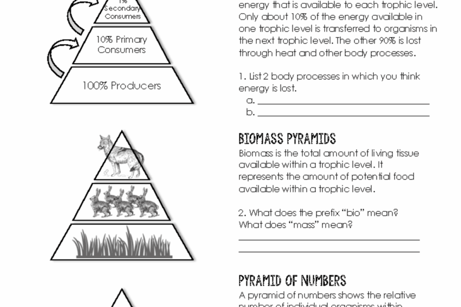 Ecological Pyramid Study Guide Energy Biomass U0026 Numbers Bio 101