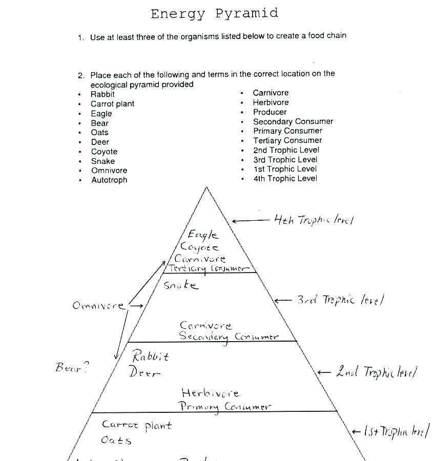Ecological Pyramids Worksheet Answer Key Beautiful Energy Pyramid 