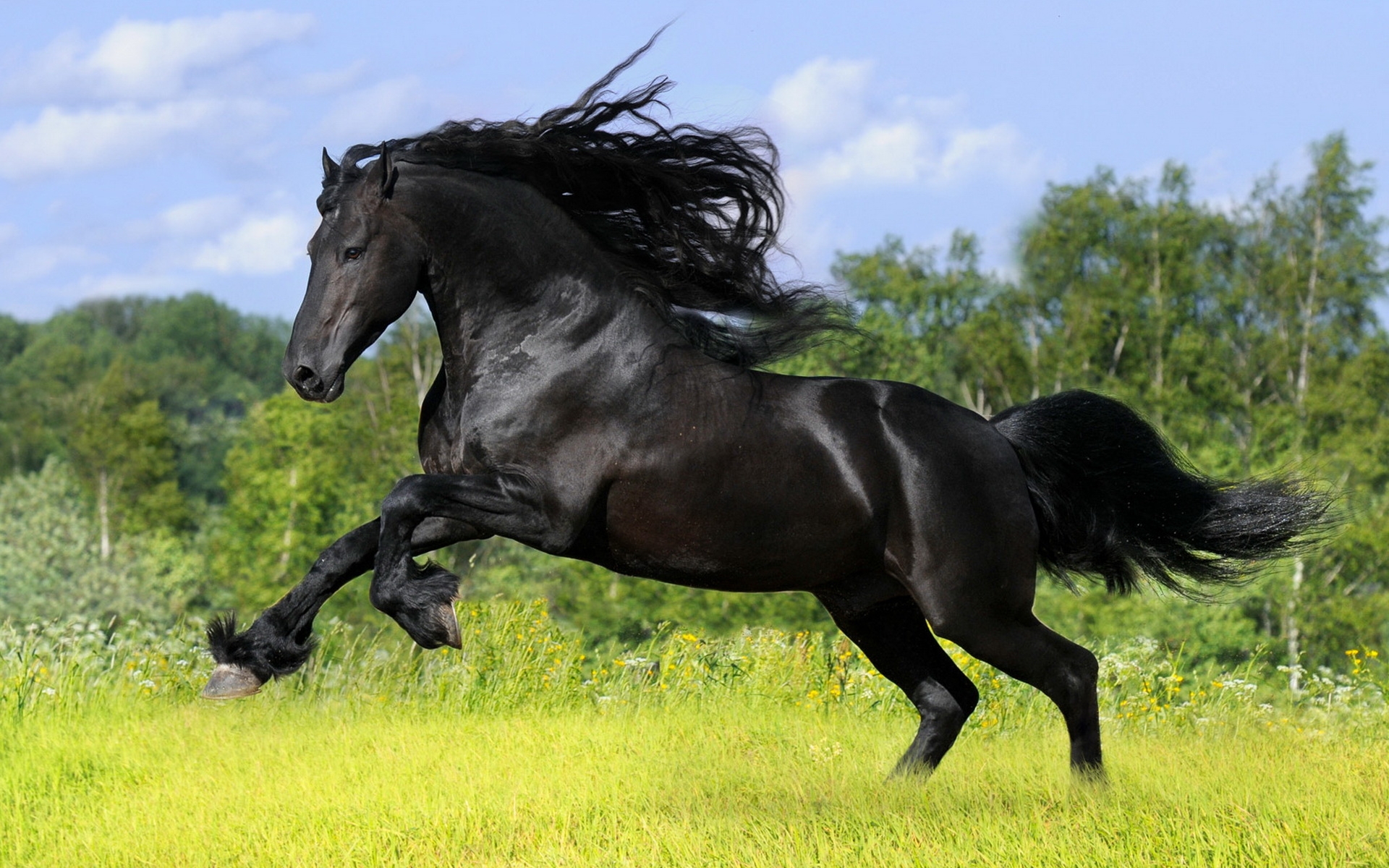 horse pictures in color