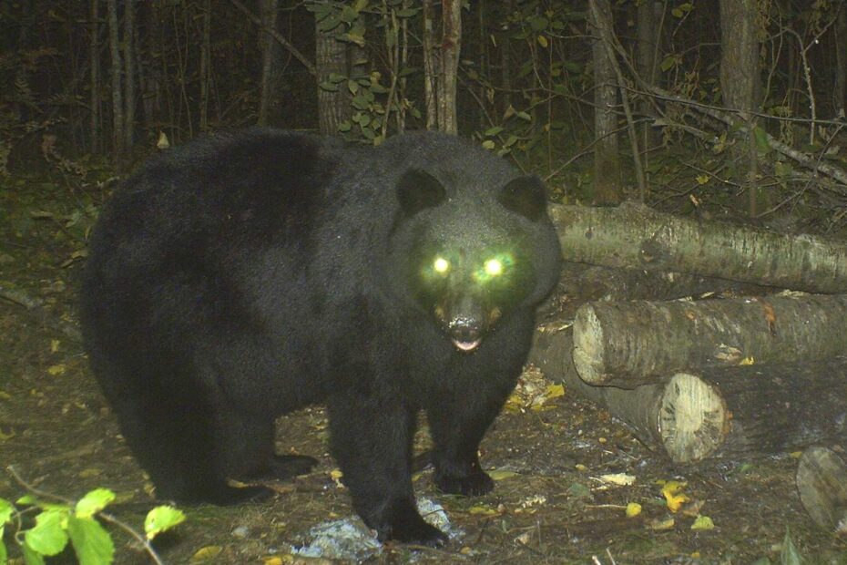 Everything You Ever Wanted To Know About Bear Eyesight OutdoorHub