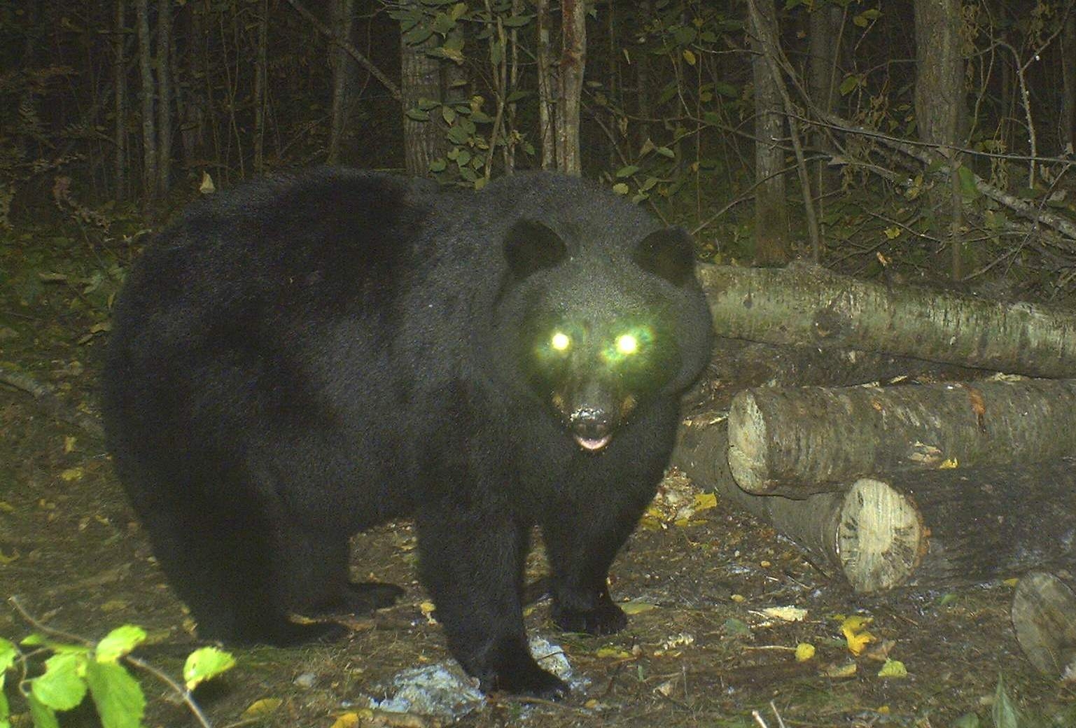 Everything You Ever Wanted To Know About Bear Eyesight OutdoorHub