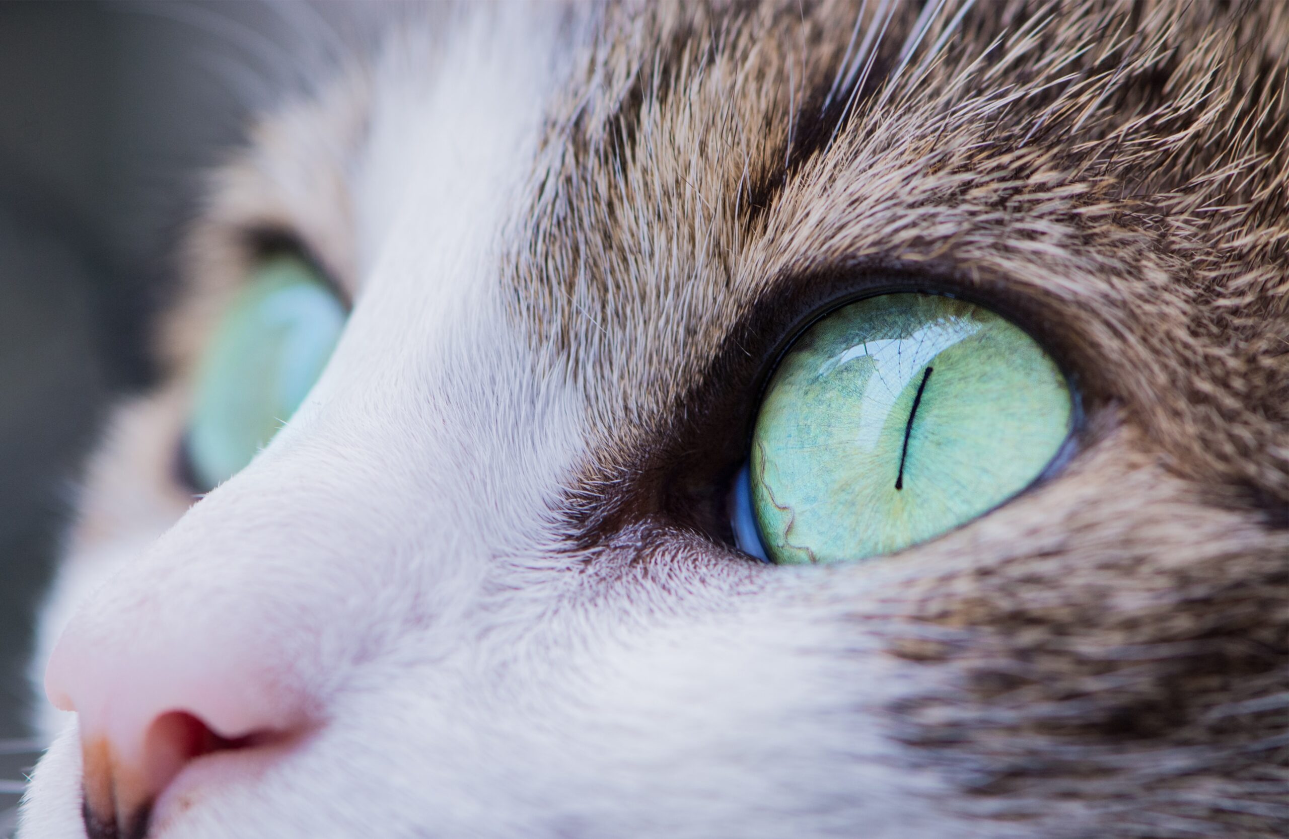 color cat eyes