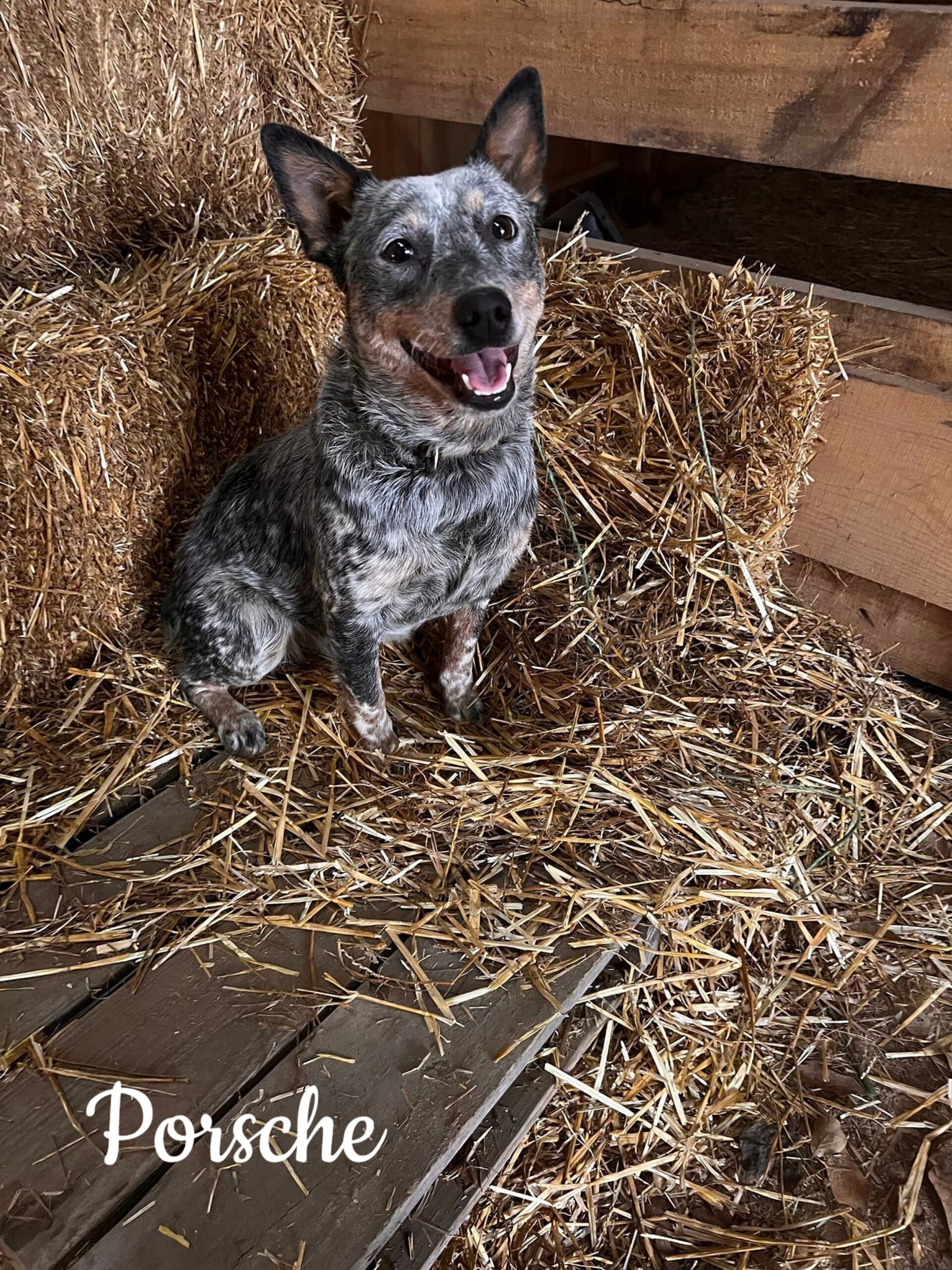 Exploring Unique Australian Cattle Dog Coat Colors Blue Mottled Vs Blue Speckled