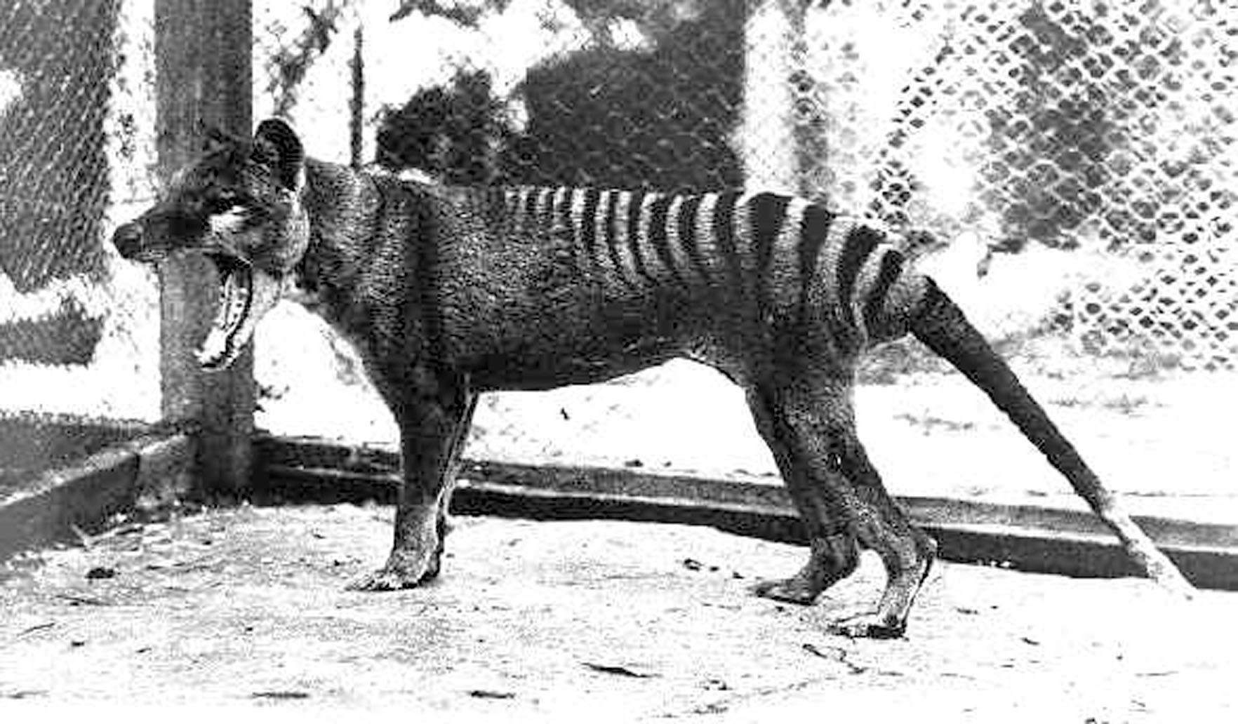 Extinct Tasmanian Tiger Brought Back To Life In Newly Colorized Footage Newsweek