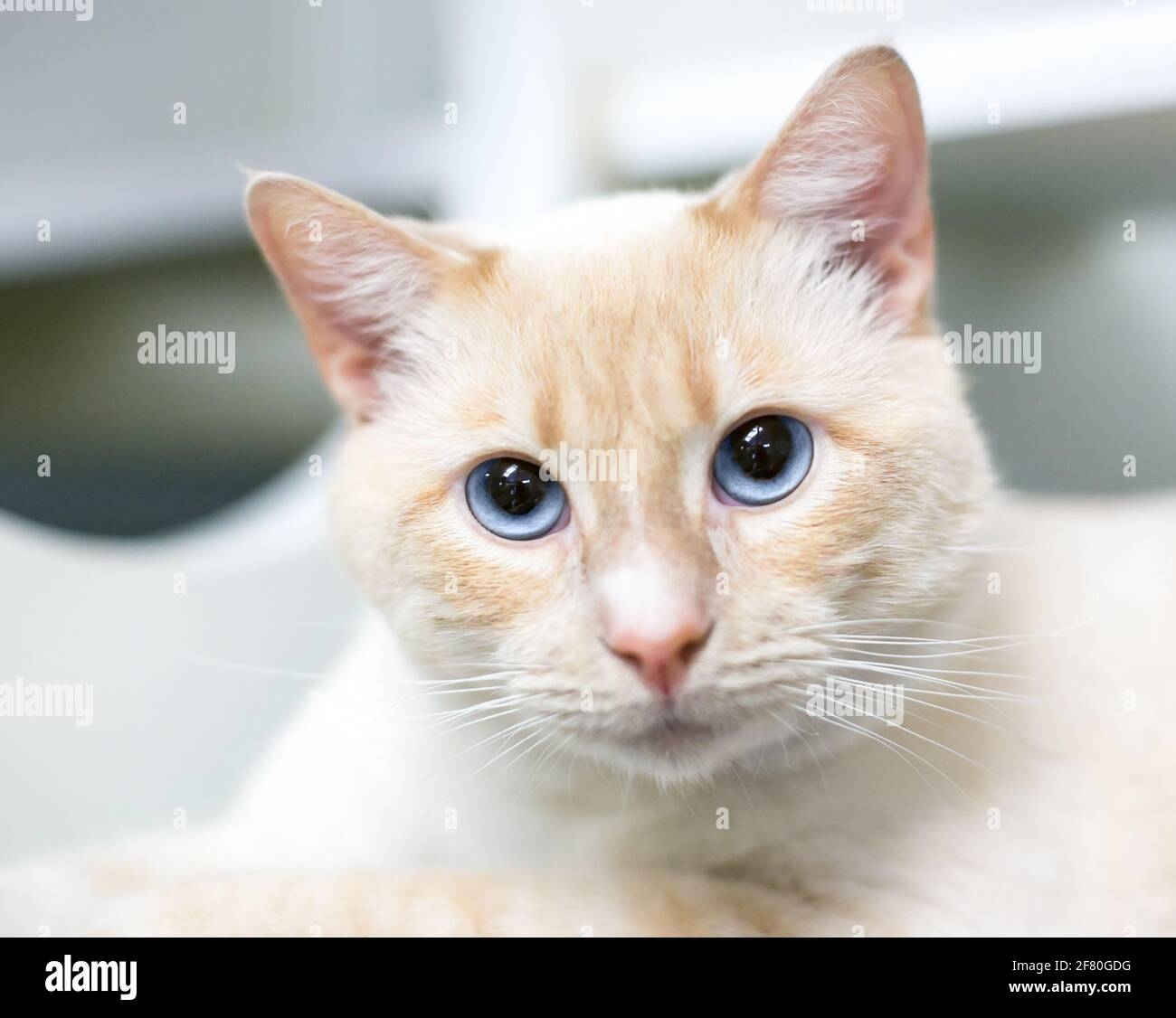 Feline Buff Hi res Stock Photography And Images Alamy