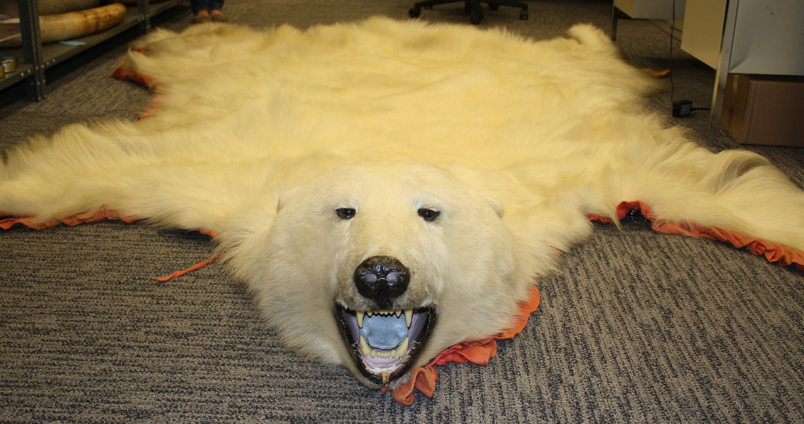File Polar Bear Skin Seized In N J 6103514351 jpg Wikimedia Commons