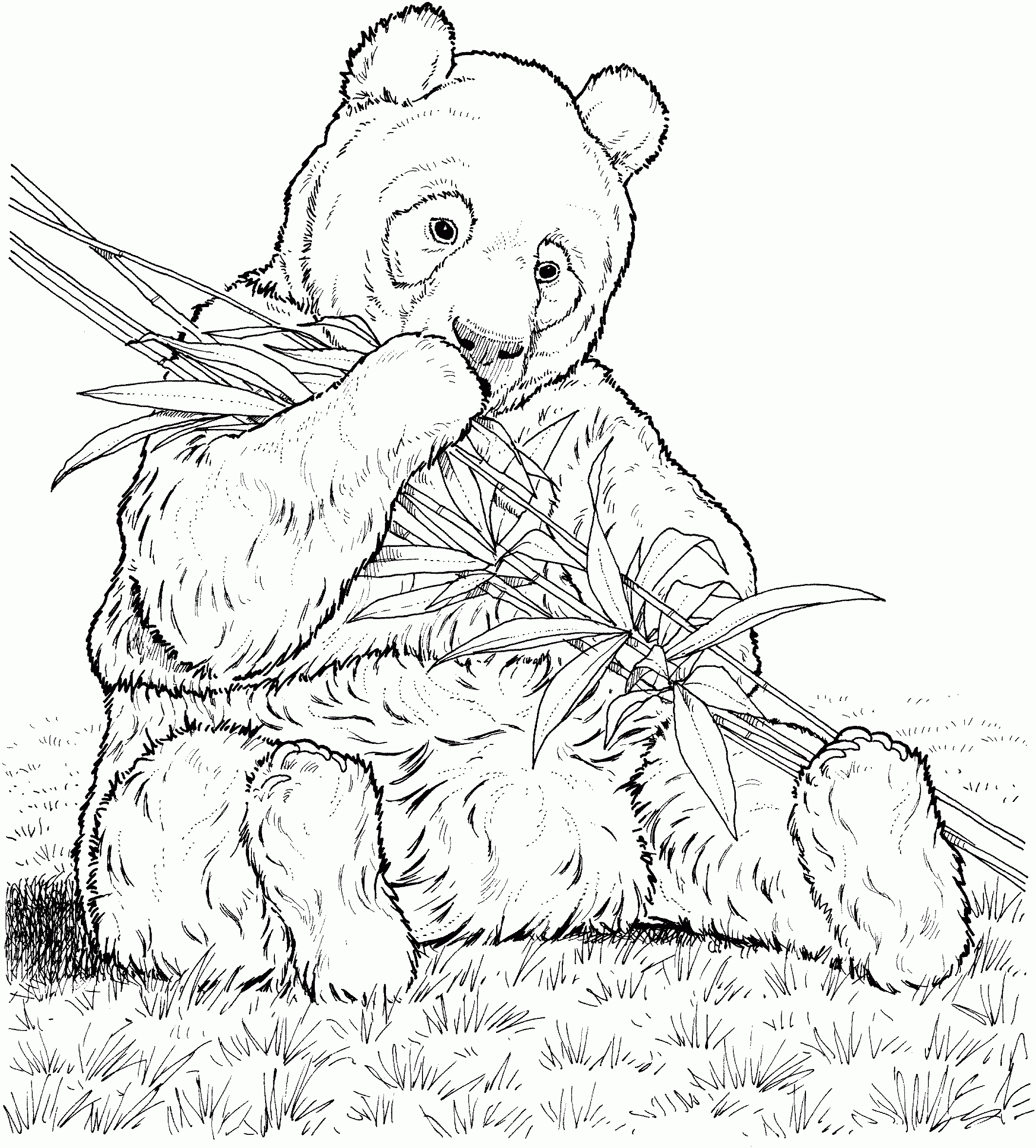 coloring panda bear