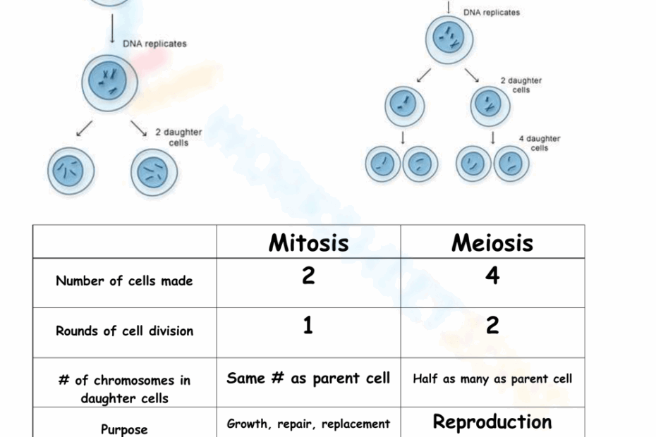 Free Printable Mitosis Verses Meiosis Worksheets Worksheets Library