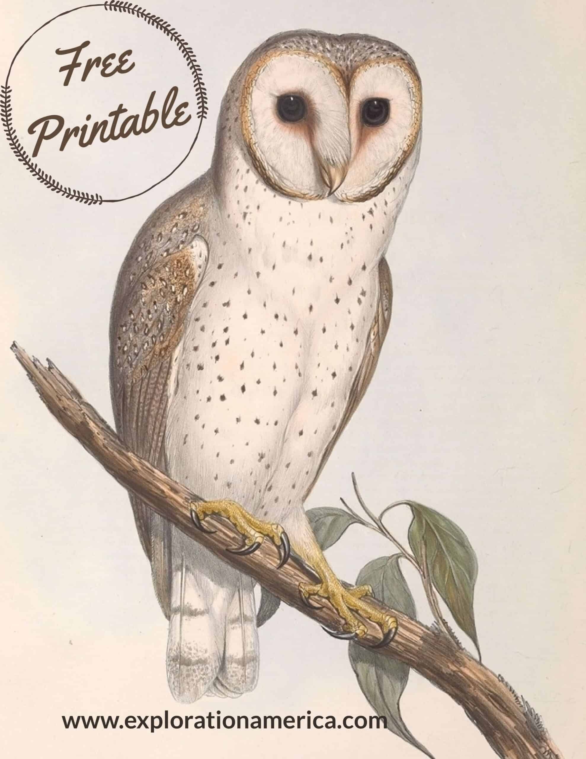 owl printable