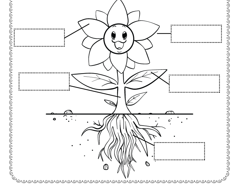 Free Printable Parts Of A Flower Worksheet