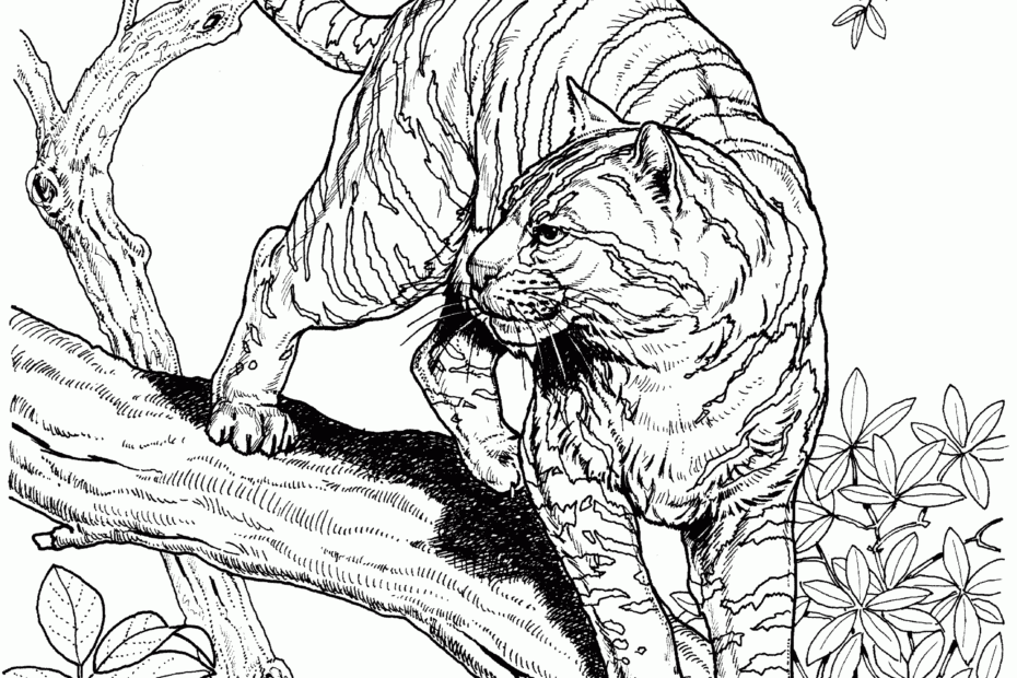 Free Tiger Coloring Pages
