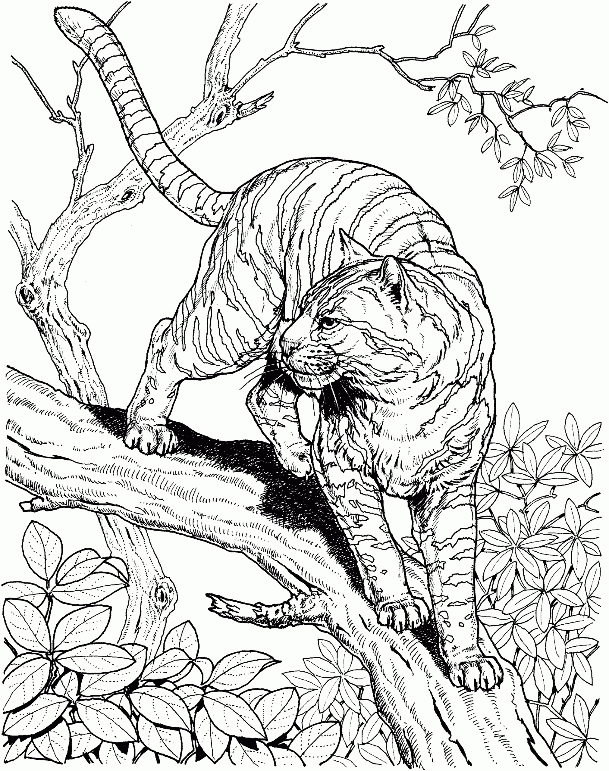 Free Tiger Coloring Pages