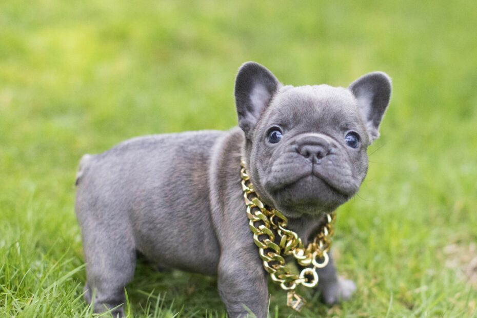 French Bulldog Coat Colors In Depth NW Frenchies NW Frenchies