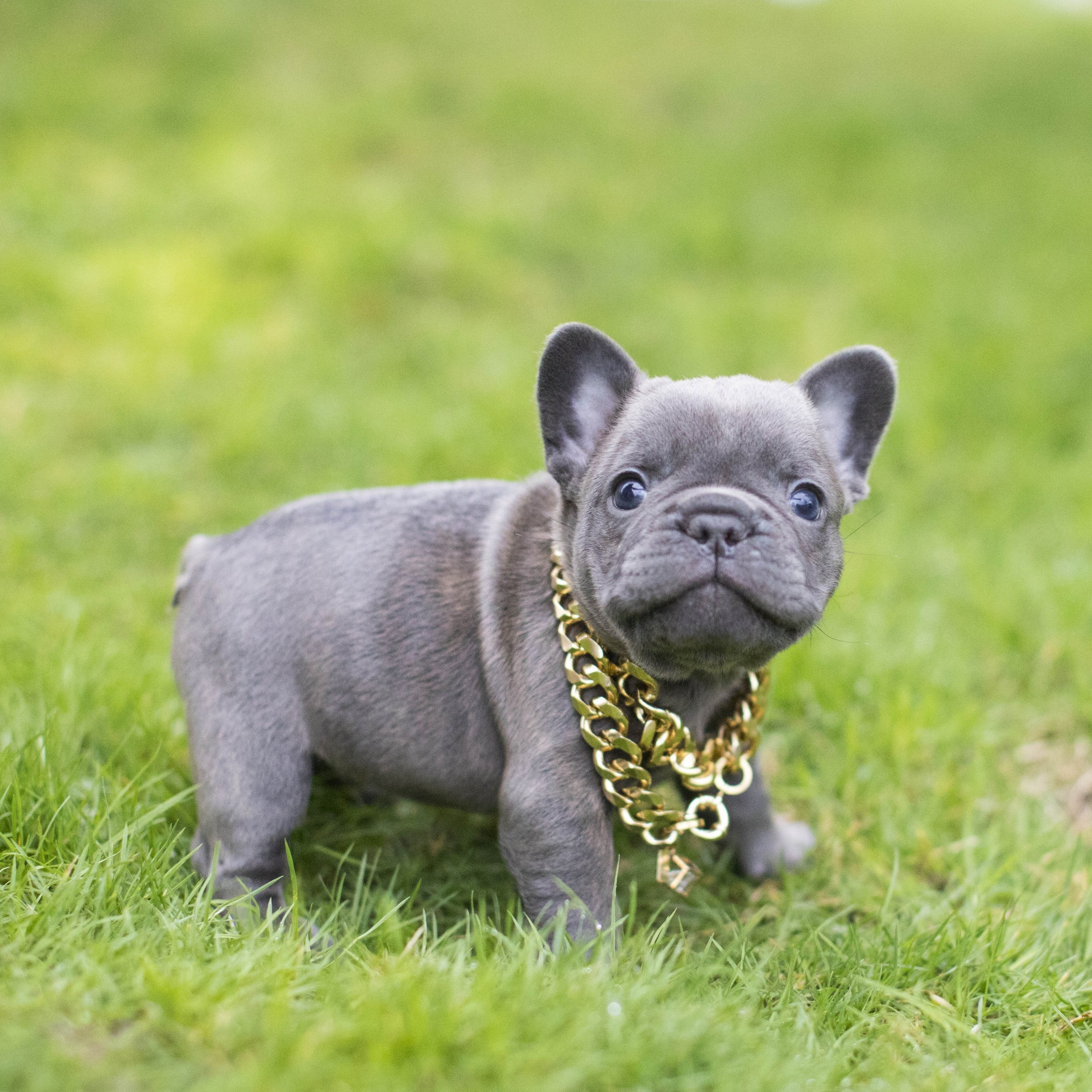 French Bulldog Coat Colors In Depth NW Frenchies NW Frenchies