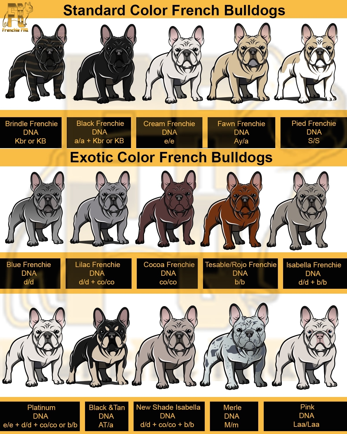 French Bulldog Colors And DNA Explained Frenchie FAQ