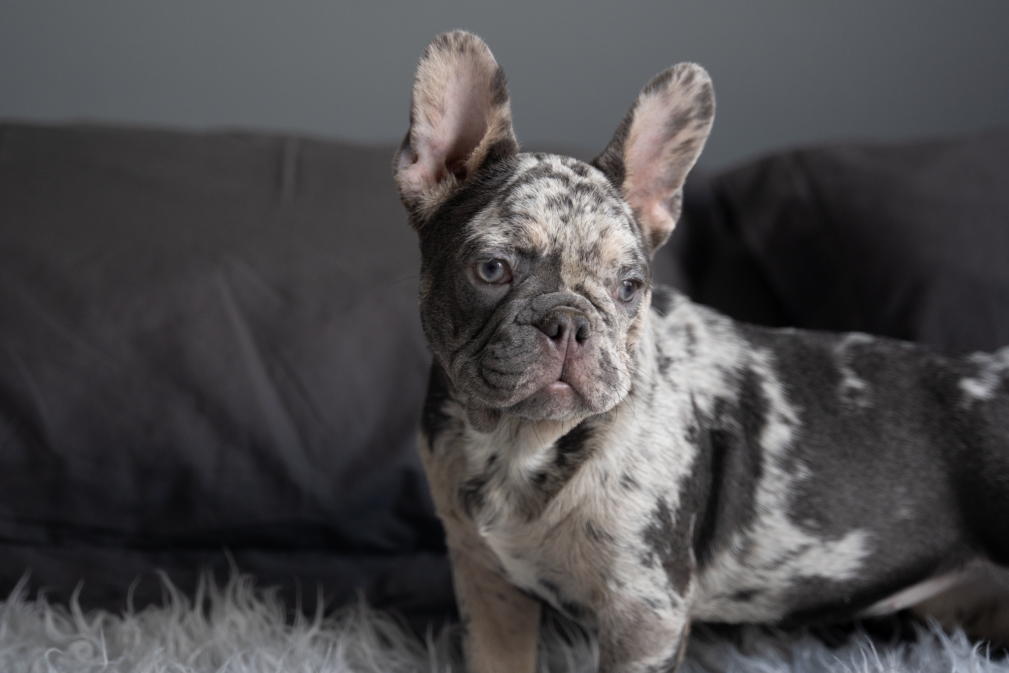 frenchie dog colors