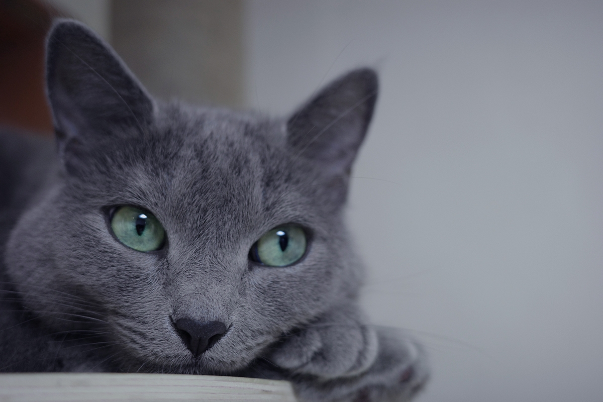 Fun Facts About Russian Blue Cats ASPCA Pet Health Insurance