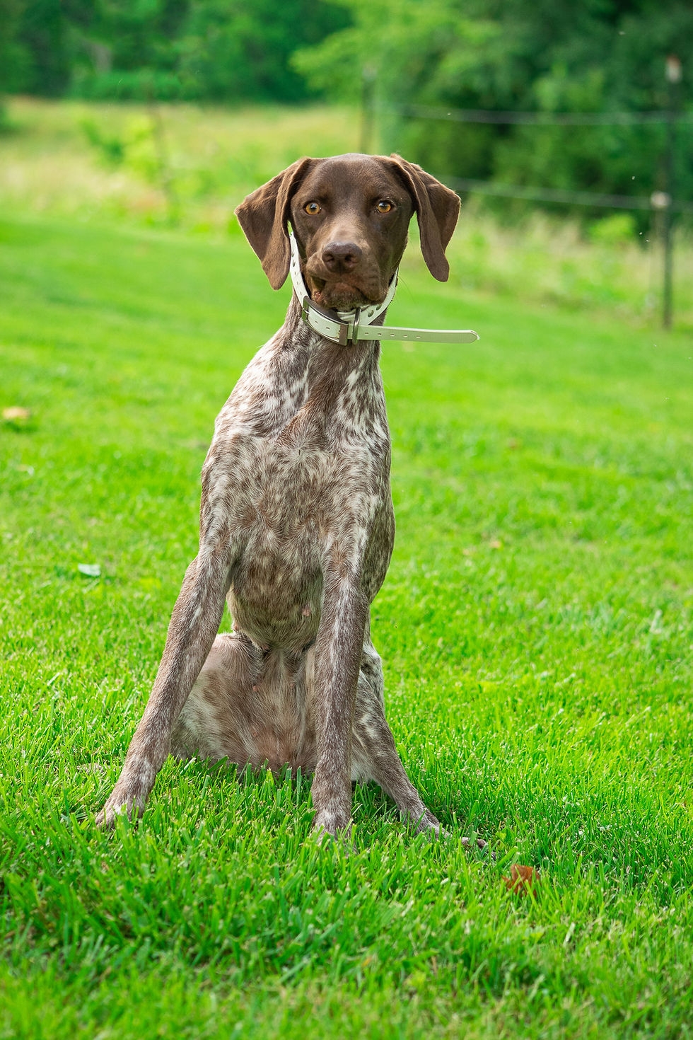 German Shorthair Pointer Colors