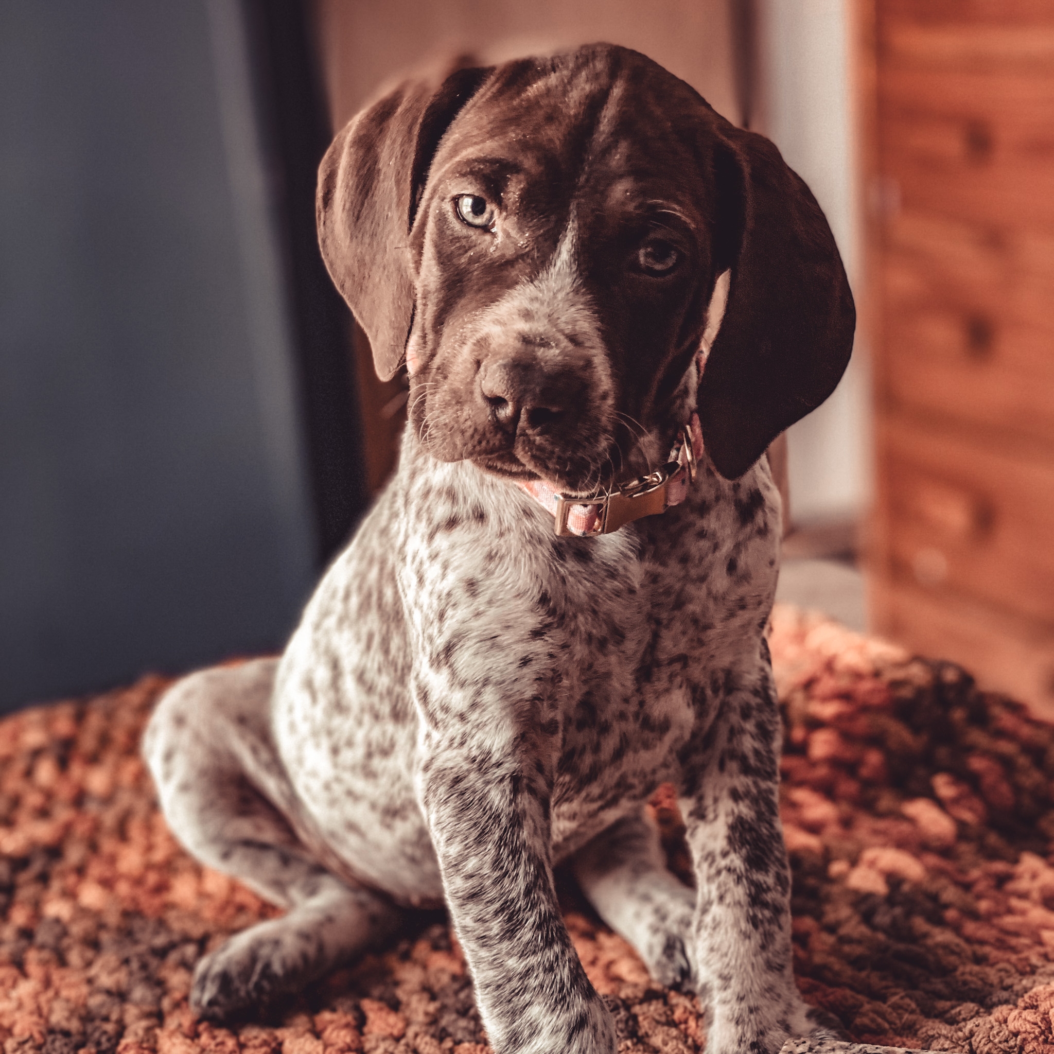 gsp dog colors