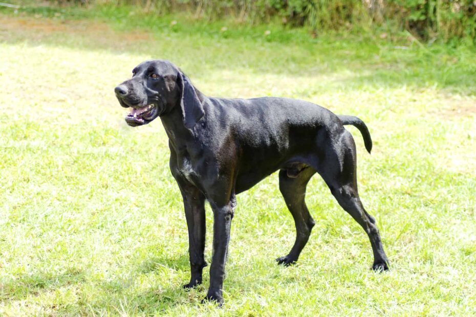 German Shorthaired Pointer Colors Rarest To Most Common A Z Animals