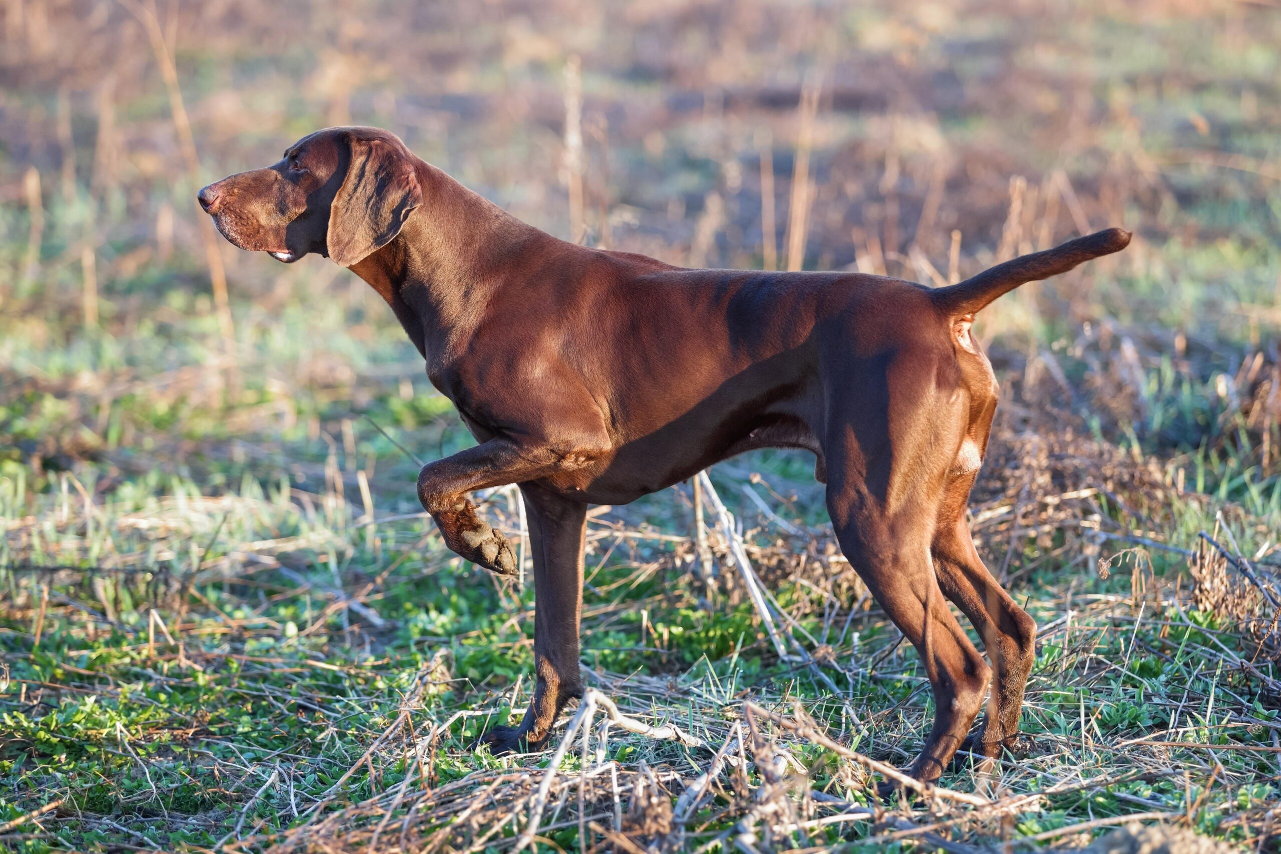 German Shorthaired Pointer History Where The Breed Originated