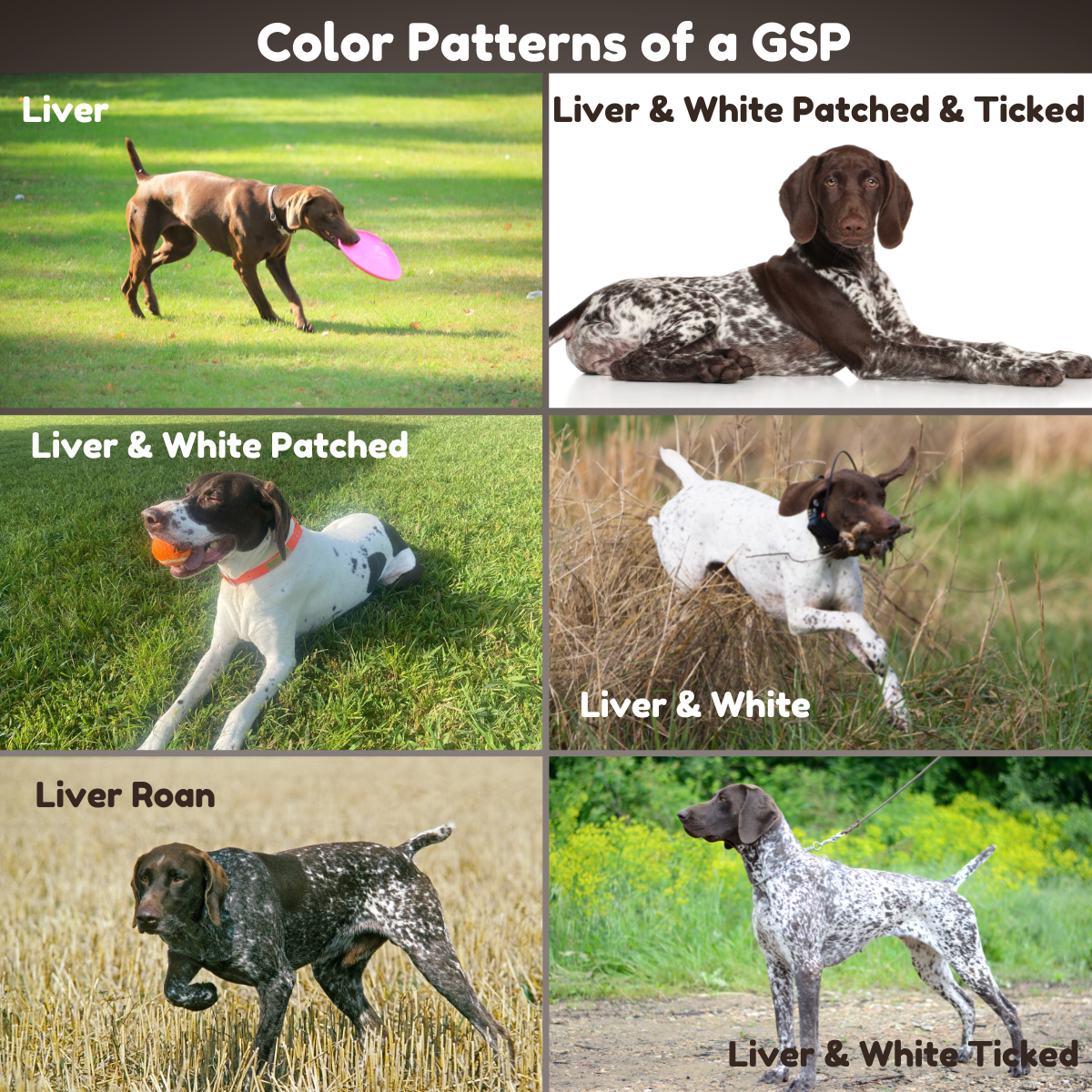 German Shorthaired Top Pointer Coat