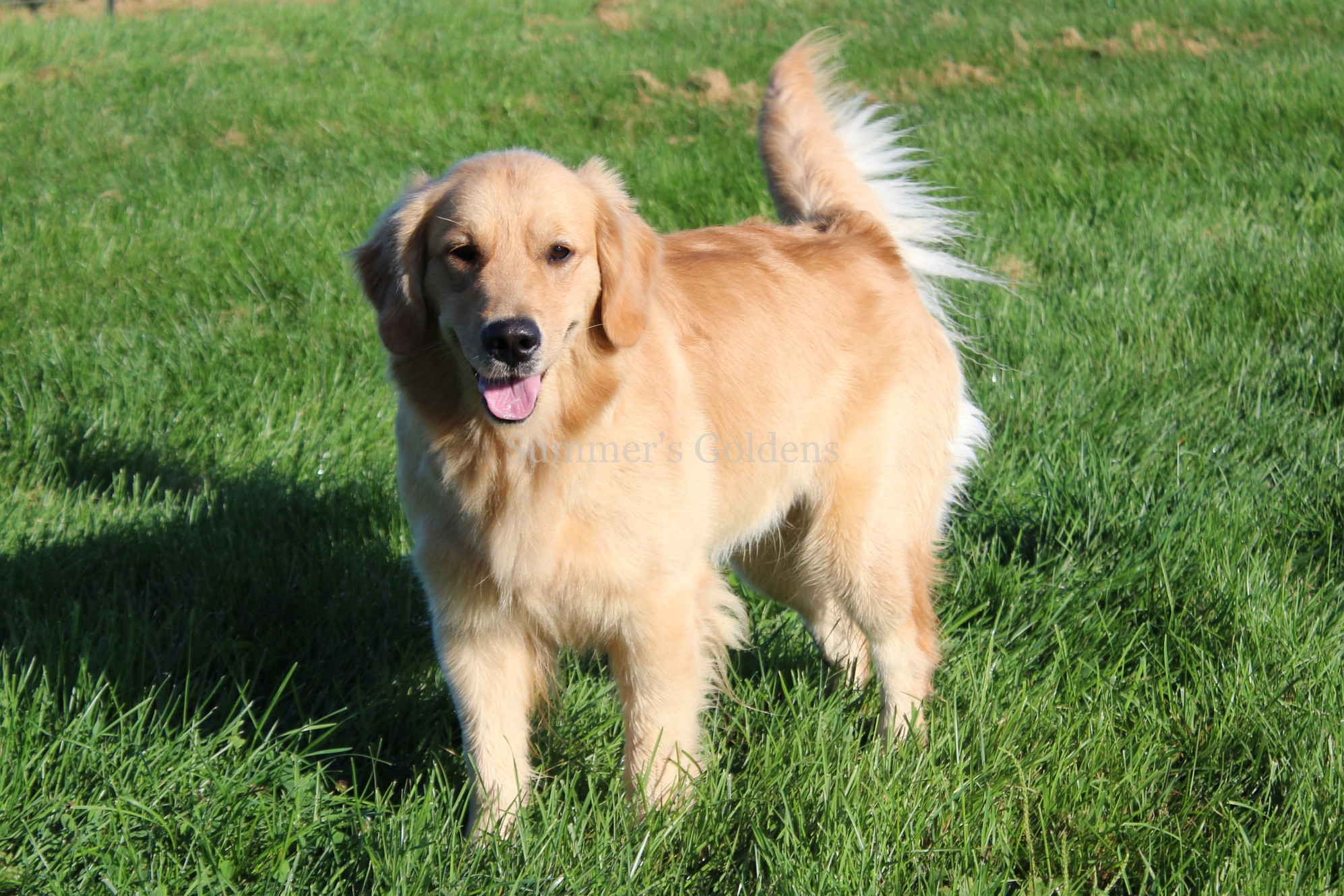 gold colored dogs