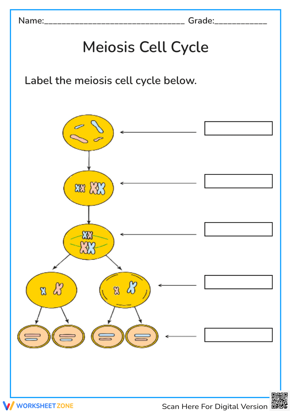 Grade 9 Mitosis Verses Meiosis Worksheets 2025
