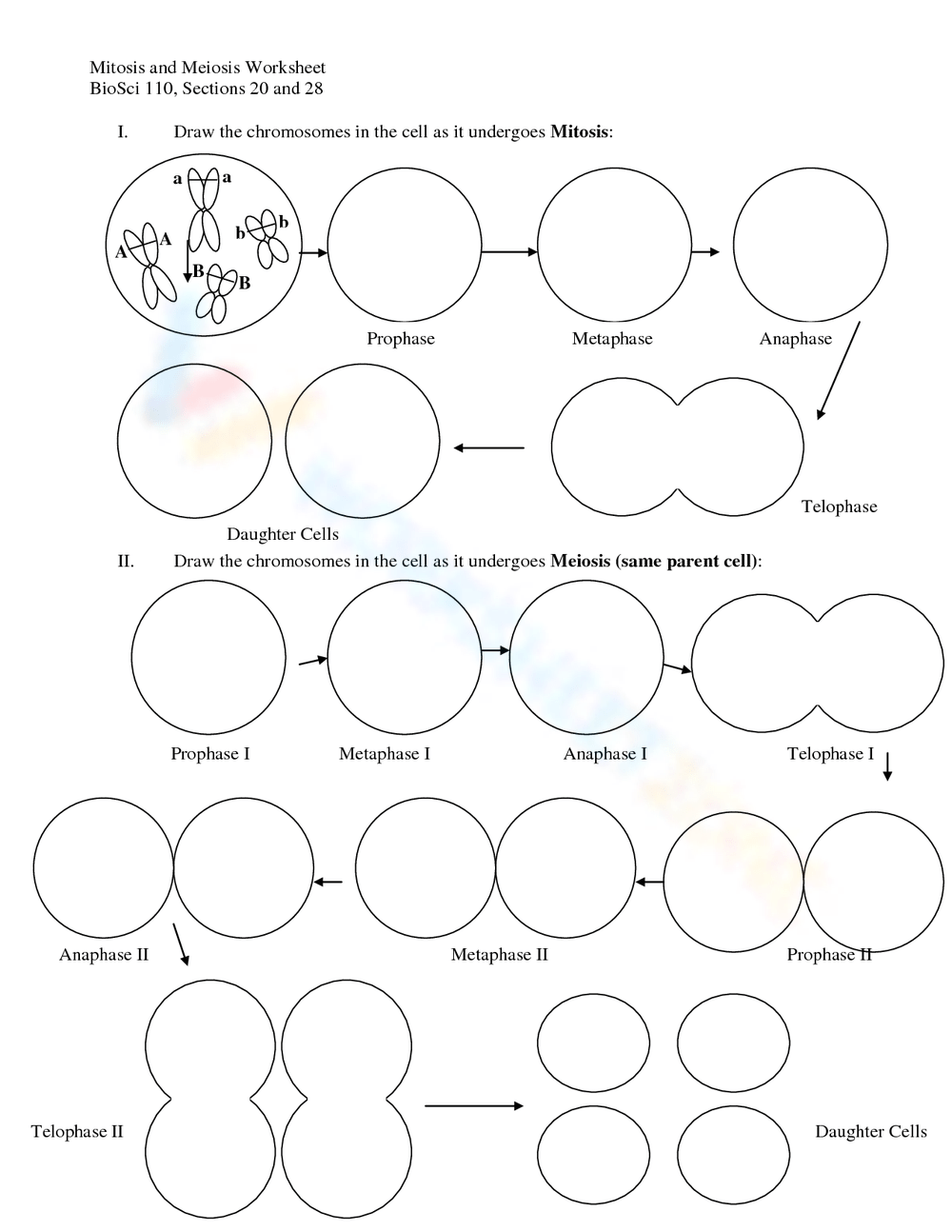 Grade 9 Mitosis Verses Meiosis Worksheets 2025