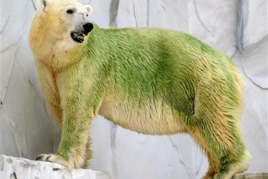 Green Polar Bears Puzzle Zoo Visitors