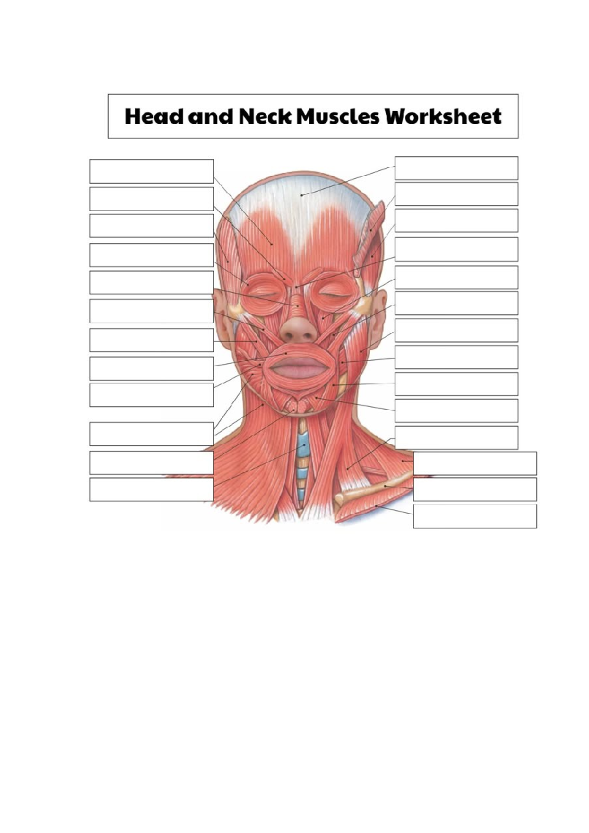 muscles of the head and neck worksheet