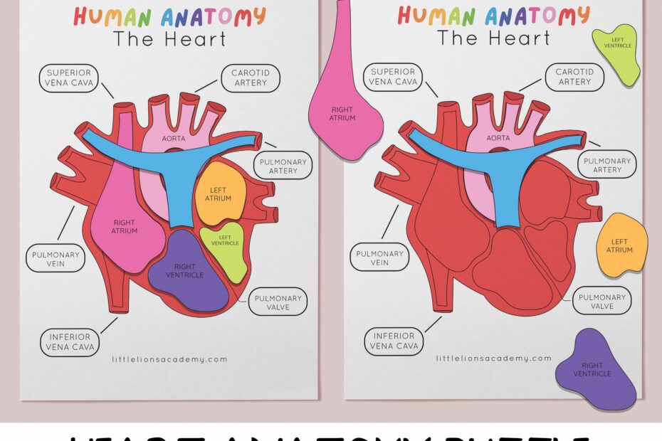 Heart Anatomy Puzzle Heart Anatomy Printable Activity Human Body Game Heart Science Game Homeschool Printable Preschool Science Game Etsy