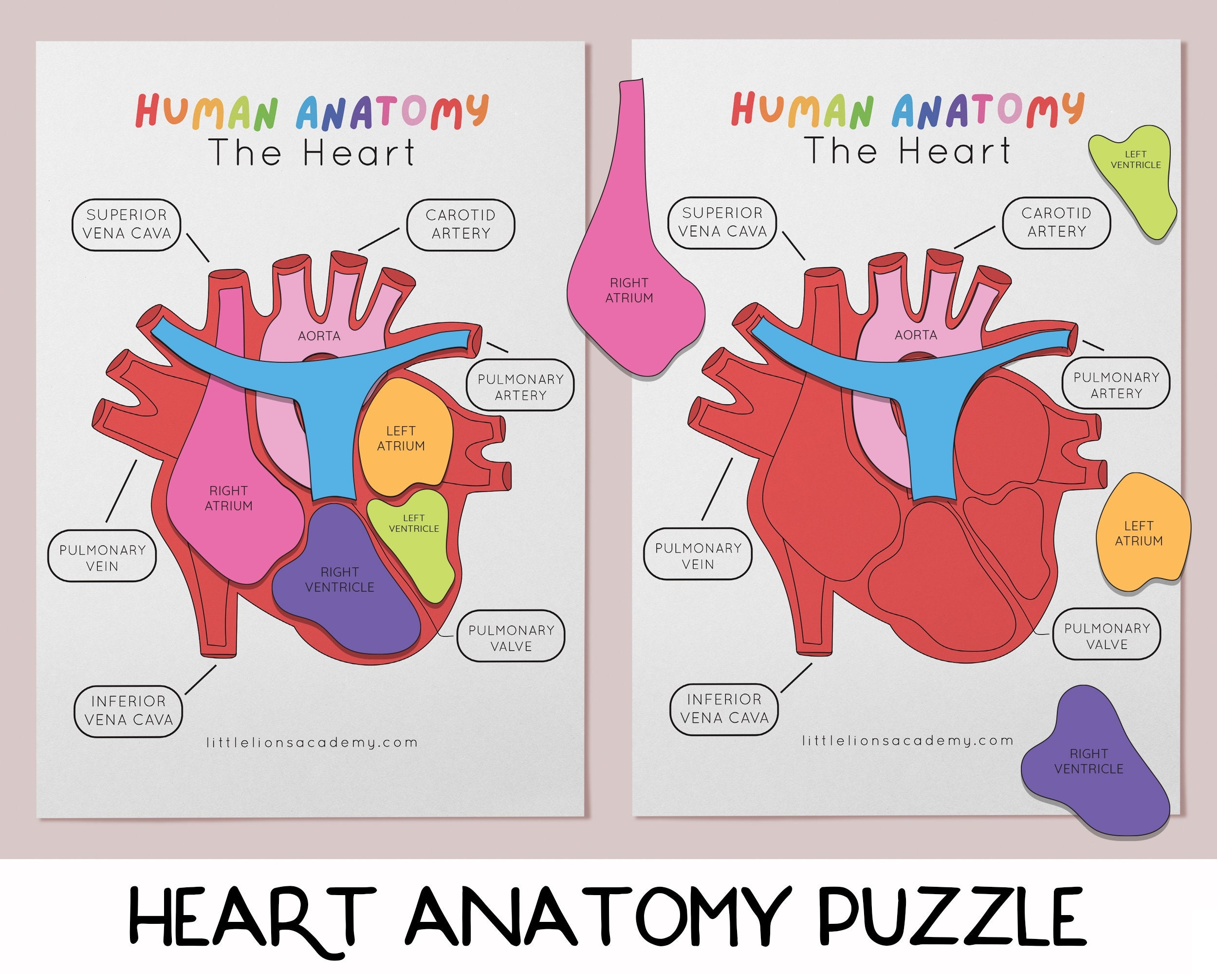 Heart Anatomy Puzzle Heart Anatomy Printable Activity Human Body Game Heart Science Game Homeschool Printable Preschool Science Game Etsy