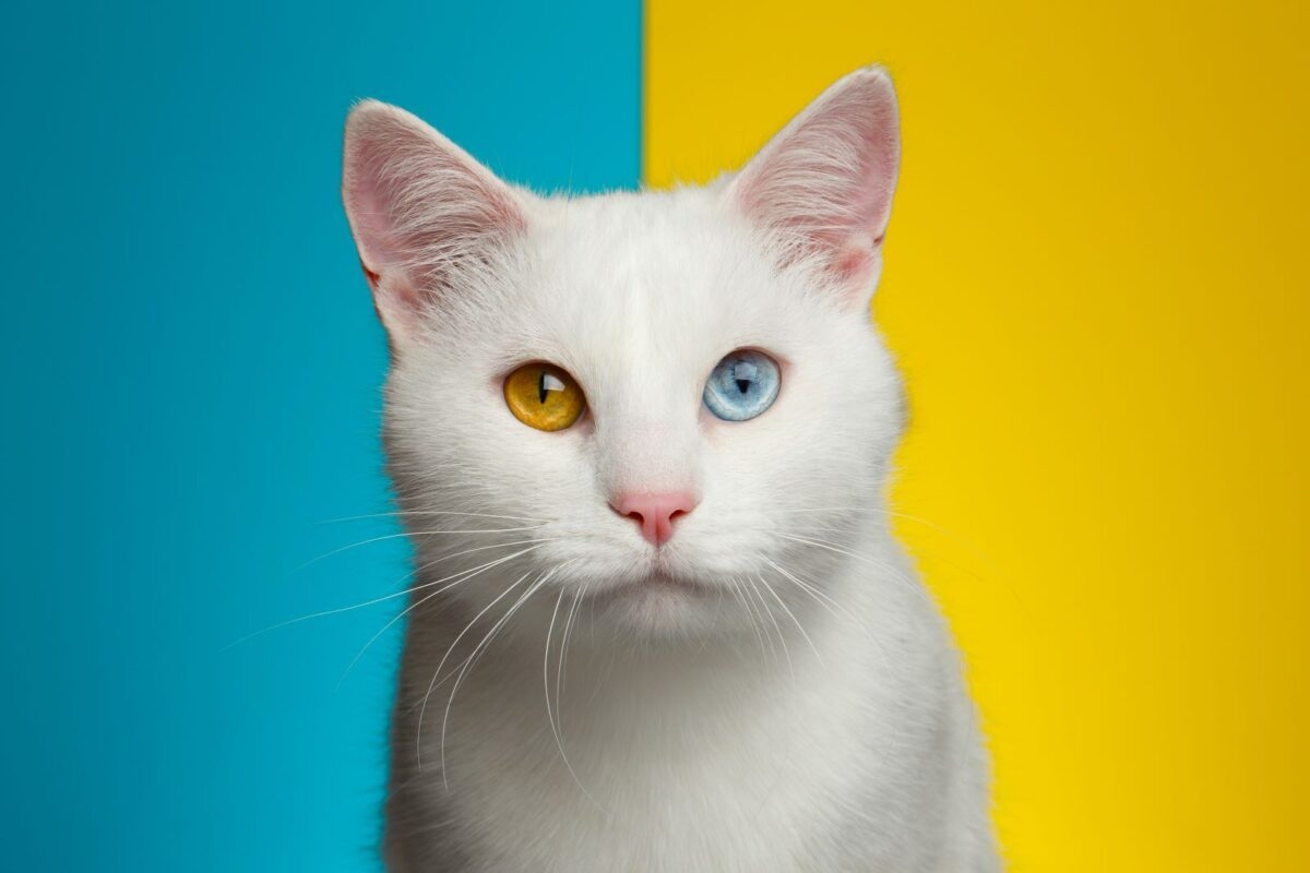 Here s Why Some Cats Have Different Color Eyes Heterochromia Explained 