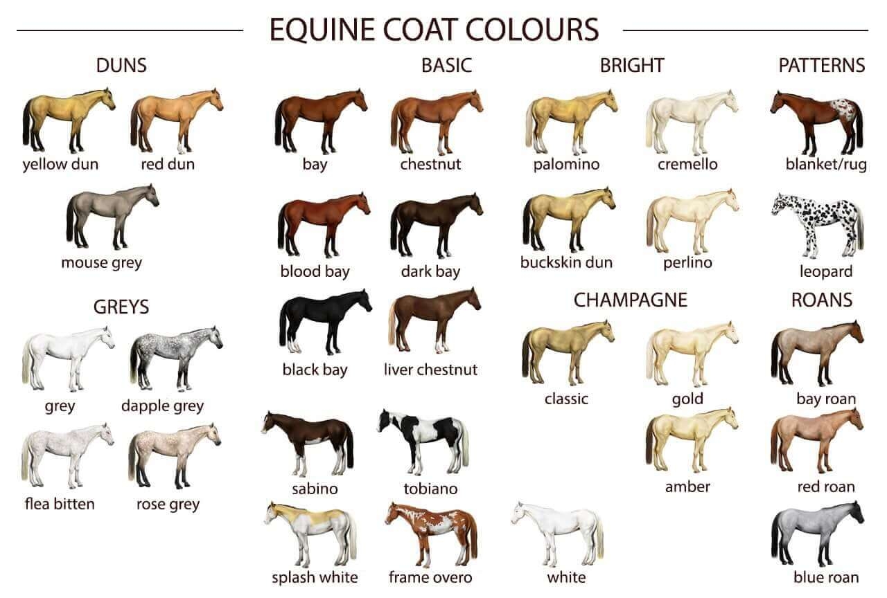 Horse Coat Colors EQUISHOP Equestrian Shop