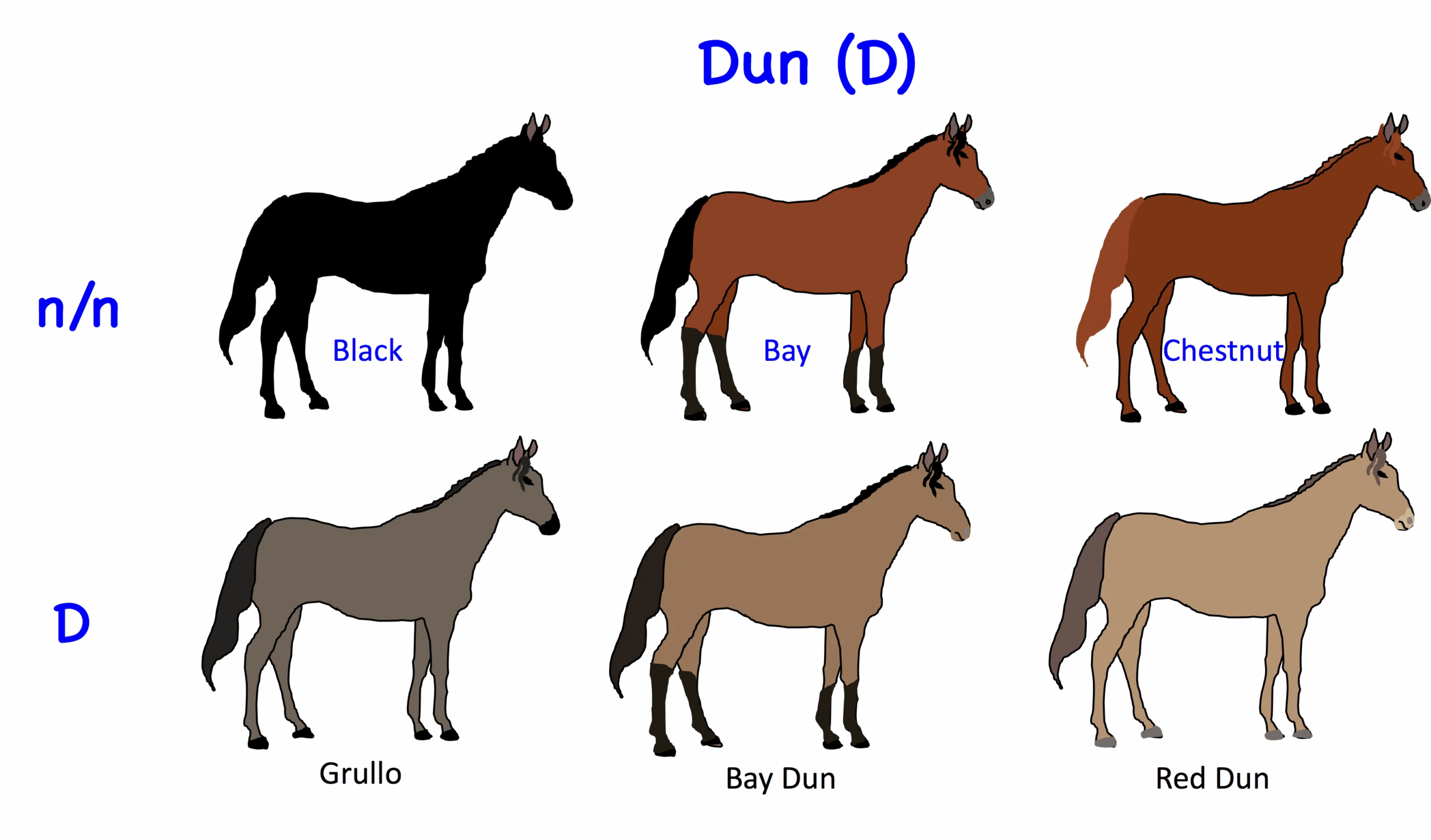 Horse Genetics 2 0 Colours Laboratoire De G n tique V t rinaire