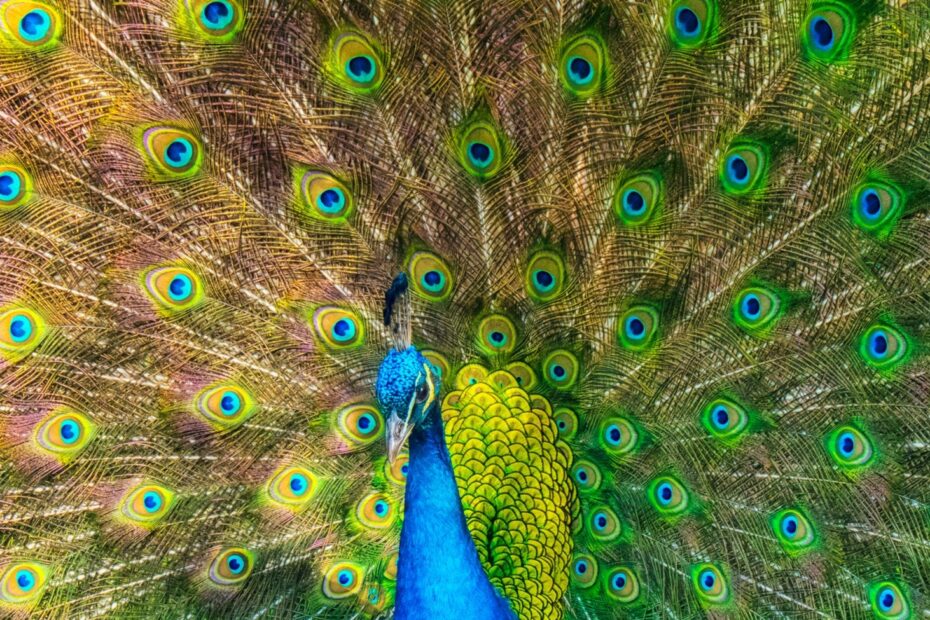 How Color Vision Came To The Animals WIRED