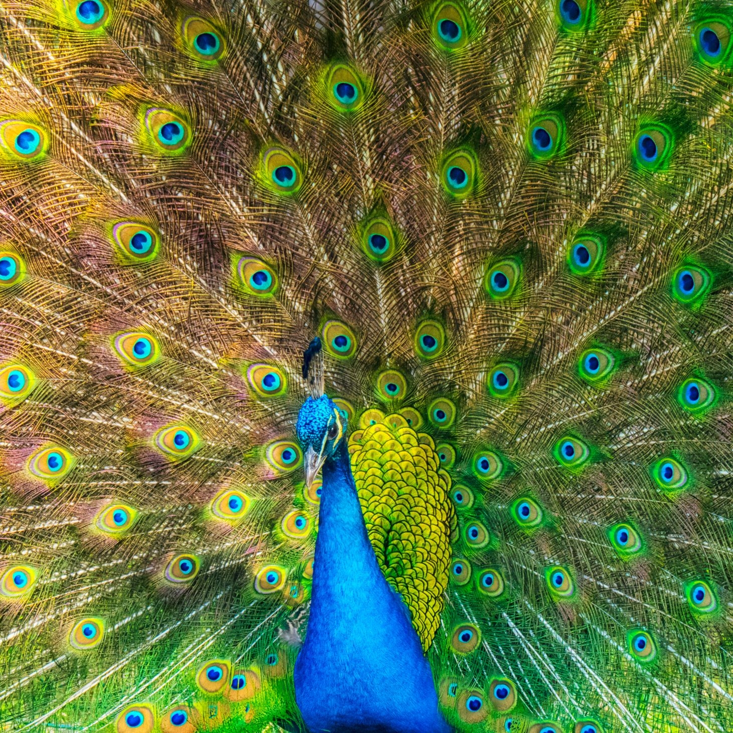 How Color Vision Came To The Animals WIRED