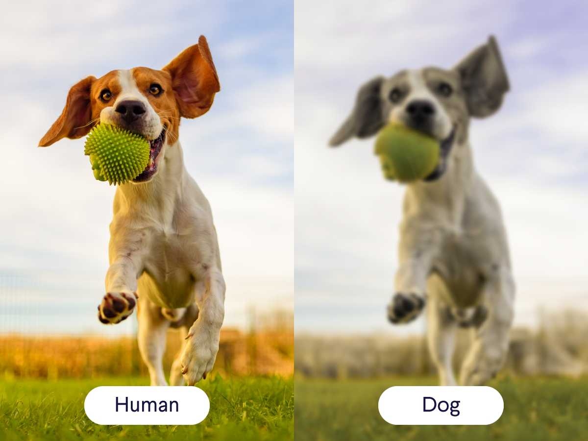 dogs see in color