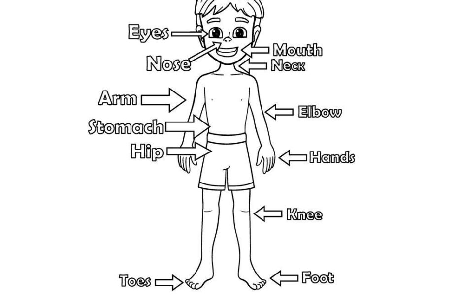 Human Body themed Coloring Pages Beeloo Printable Crafts And