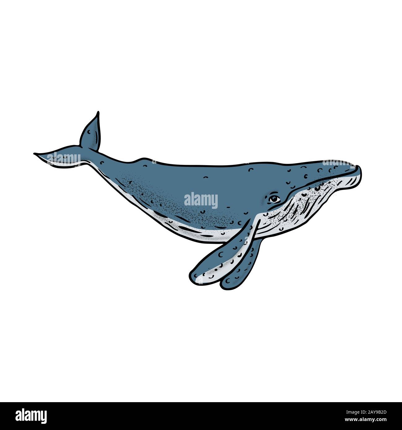 color of humpback whale