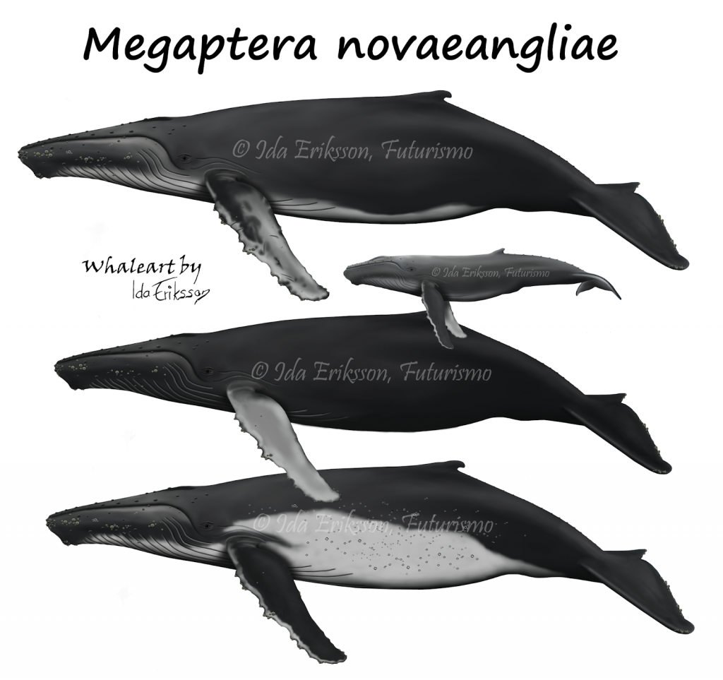 Humpback Whale Fact Sheet Azores Whales